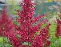 Astilbe chinensis Red Skyscraper