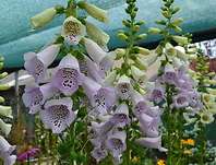 Digitalis purpurea Virtuoso Lavender