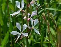 Gaura lindheimeri Butterfly Rose