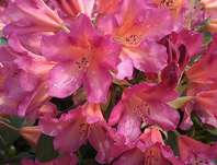 Rhododendron 'Scyphocalix'