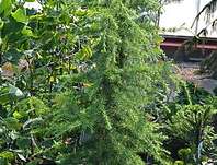 cedr - Cedrus deodara 'Gold Cascade'