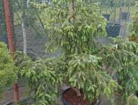 smrk - Picea omorika 'Silber Blau'