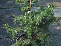 smrk - Picea omorika 'Zuckerhut'