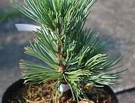 borovice - Pinus flexilis 'Puiute'