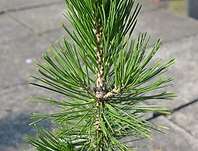 borovice - Pinus leucodermis 'Nana'