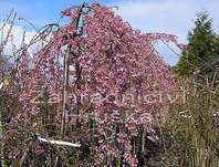 sakura - Prunus subhirtella 'Pendula'