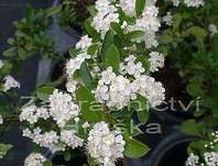 hlohyně - Pyracantha 'Orange Glow'