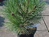 Borovice - Pinus resinosa 'Watnong'
