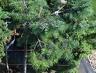 douglaska - Pseudotsuga mertensiana 'Prazcova lavka' KM