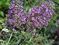 komule - Buddleja davidii 'Petite Lavender'