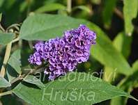 komule - Buddleja davidii 'Blue Boy'