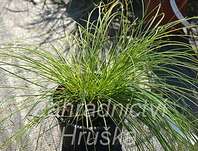 ostřice - Carex sabynensis 'Thinny Thin'