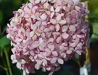 hortenzie - Hydrangea arborescens 'Pink Anabelle'