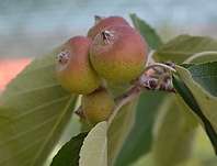 jabloň - Malus 'Tschonoskii´