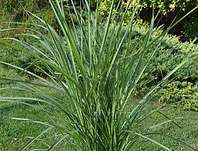 ozdobnice - Miscanthus sinensis 'Purple Fall'