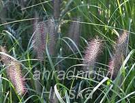 dochan - Pennisetum alopecuroides