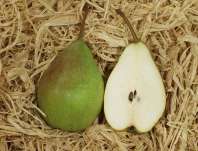 hrue obecn Charneusk - Pyrus communis Charneusk