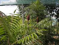 škumpa - Rhus typhina