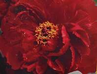 dřevitá pivoňka - Paeonia sufruticosa Wu Jin Yao Hui