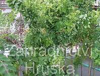 akát - Robinia pseudoacacia 'Twist Baby'