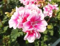 Pelargonium zonale