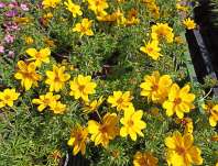 Bidens