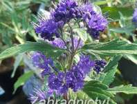 ořechoplodec - Caryopteris clandonensis 'Grand Blue'