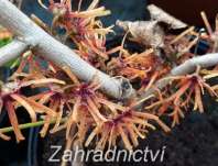 vilín - Hamamelis x intermedia 'Jelena'