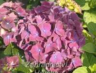 hortenzie - Hydrangea macrophylla..