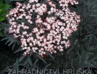 bez ern Black Beauty - Sambucus nigra Black Beauty