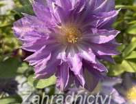 plamének - Clematis 'Thyrislund'