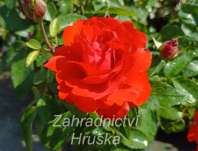 Růže Satchmo