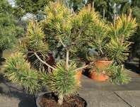 Borovice - Pinus mugo 'Gold Cone'