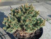 Borovice - Pinus mugo 'Wimbachgries'