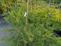 cypřišovec - x Cupresocyparis leylandii 'Castewellan Gold'