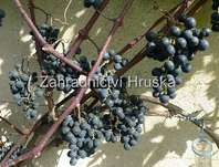 rva vinn Iljievsk ran - Vitis vinifera Iljievsk ran