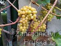 rva vinn Topas - Vitis vinifera Topas