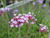 Verbena bonariensis