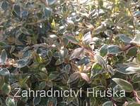 ablie velkokvt Radiance - Abelia  grandiflora Radiance