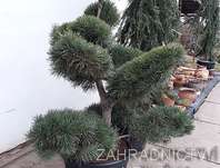 Borovice - Pinus sylvestris 'Pompons'
