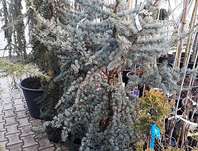 cedr - Cedrus atlantica 'Glauca'