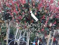 blýskavka - Photinia fraseri 'Nana'