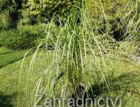 dochan - Pennisetum alopecuroides 'Japonicum'