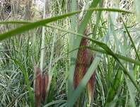 dochan - Pennisetum alopecuroides 'Moudrý'