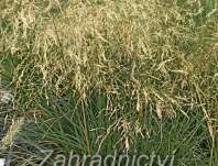 metlice - Deschampsia caespitosa 'Goldtau'