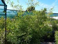 bambus - Phyllostachys bissetii