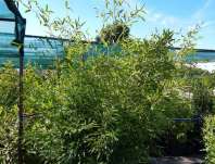 bambus - Phyllostachys bissetii