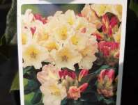 Rhododendron 'Horizon Monarch'