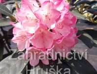 Rhododendron yakushimanum 'Fantastica'