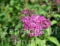 tavolník - Spiraea bumalda 'Dart´s Red'